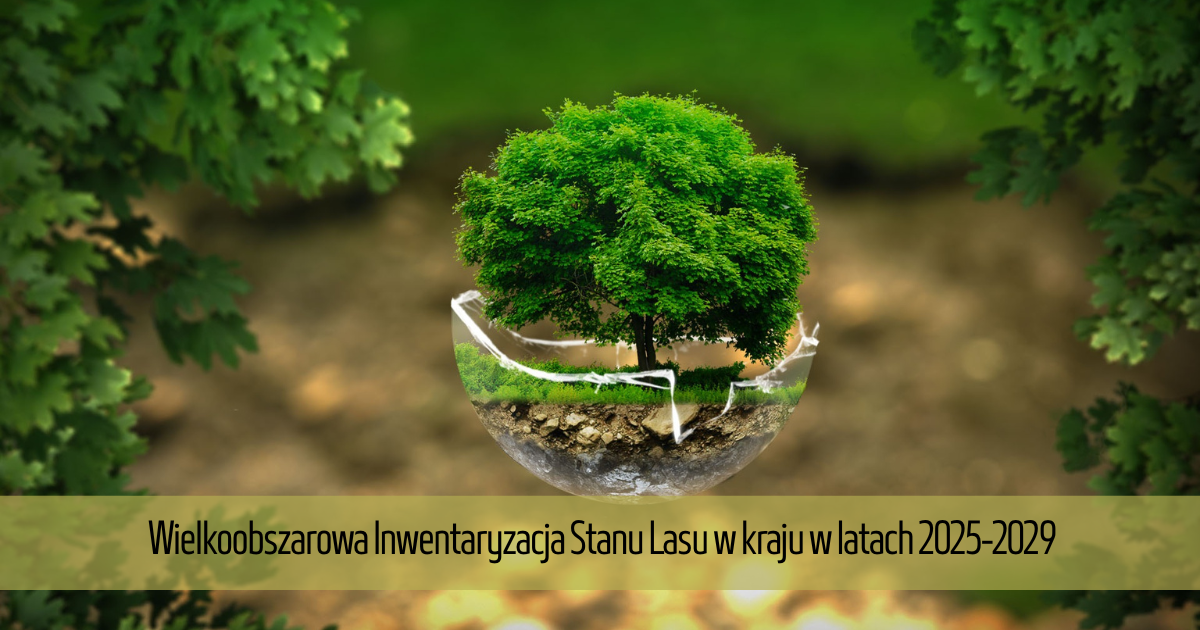 Zdjęcie: Wielkoobszarowa Inwentaryzacja Stanu Lasu w kraju w latach 2025-2029